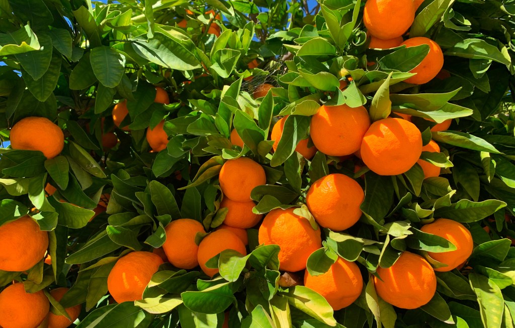 Tree filled with Mandarin Oranges